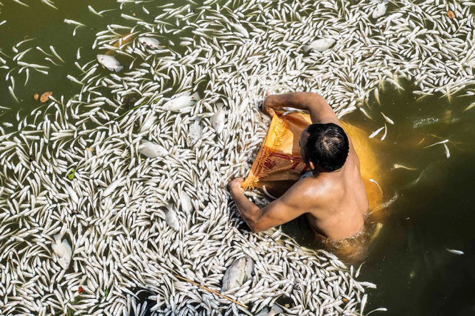 Hà[-]Nội:[-]Đã[-]thu[-]gom[-]200[-]tấn[-]cá[-]chết[-]ở[-]hồ[-]Tây